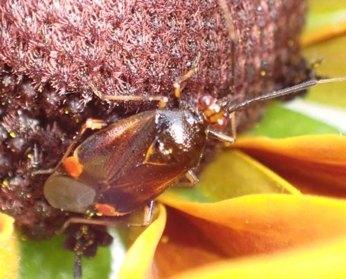 Réf. 352 133 : Deraeocoris ruber
